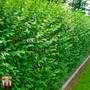 Ligustrum vulgare 'Atrovirens' (Hedging)