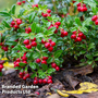 Lingonberry 'Ida'