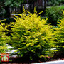 Ligustrum sinense 'Sunshine'