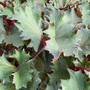 Ligularia dentata 'Little Golden Ray'