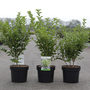 Ligustrum ovalifolium 'Green Diamond'