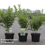 Ligustrum ovalifolium 'Green Diamond'