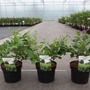 Ligustrum obtusifolium 'Massif'