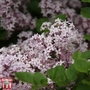 Lilac 'Palibin'