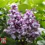 Lilac 'Katherine Havemeyer'