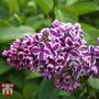 Lilac 'Sensation'