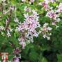 Lilac 'Bloomerang Pink Perfume'