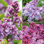 Nurserymans Choice Lilac Plants