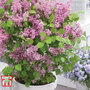 Lilac Dwarf 'Flowerfesta® Pink'