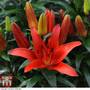 Lily 'King's Joy'