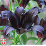 Lily 'Black Jewel'