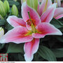 Lily 'Stargazer'