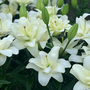 Lily 'Belvedere' (Pollen Free)