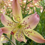 Lily 'Corsage'