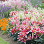 Lily 'Dazzler' (Ground Cover)