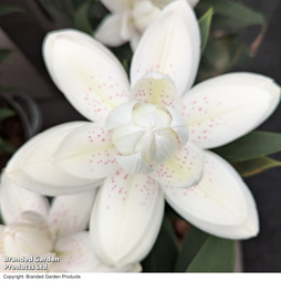 Lily 'Double Bounty' - Gift