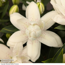 Lily 'Double Bounty' - Gift