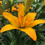 Lily 'Gold Twin' (Pollen Free)