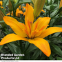 Lily (Pollen Free) 'Gold Twin'