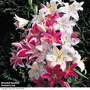 Lily Giant Oriental Collection