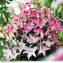 Lily Oriental Bumper Pack