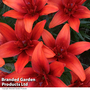 Lily 'Red Twin' (Pollen Free)