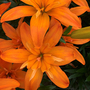 Lily 'Scoubidou' (Pollen Free)