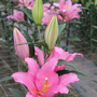 Lily 'Vendome' (Pollen Free)