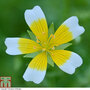 Limnanthes douglasii - Seeds