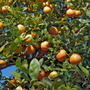 Rangpur Lime (Citrus Fruit)