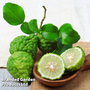 Kaffir Lime (Citrus Fruit)