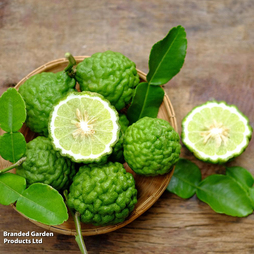 Kaffir Lime (Citrus Fruit) - Gift