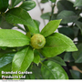 Limequat Citrus Plant