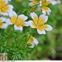 Poached Eggs Plant- Start-A-Garden? Seed Range