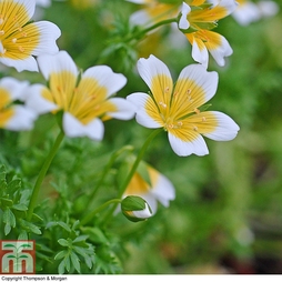 Poached Eggs Plant- Start-A-Garden? Seed Range