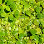 Limnobium spongia (Floating aquatic)