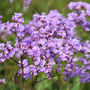 Limonium gmelinii - Kew Flowerhouse Seed Collection