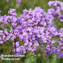Limonium gmelinii - Kew Flowerhouse Seed Collection