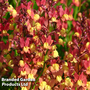 Linaria maroccana 'Licilia Peach' - Seeds