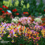 Linaria maroccana 'Sweeties'