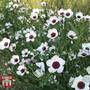 Linum grandiflorum 'Bright Eyes' - Seeds