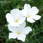 Linum perenne White