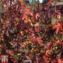 Liquidambar styraciflua 'Lane Roberts'