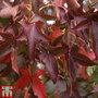 Liquidambar styraciflua 'Palo Alto'
