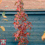 Liquidambar styraciflua 'Slender Silhouette'