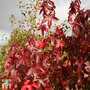 Liquidambar styraciflua 'Thea'