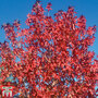 Liquidambar styraciflua 'Worplesdon'