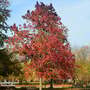 Liquidambar styraciflua (Mature Tree)