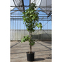 Liquidambar styraciflua 'Slender Silhouette'