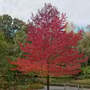 Liquidambar styraciflua 'Worplesdon' (Mature Tree)
